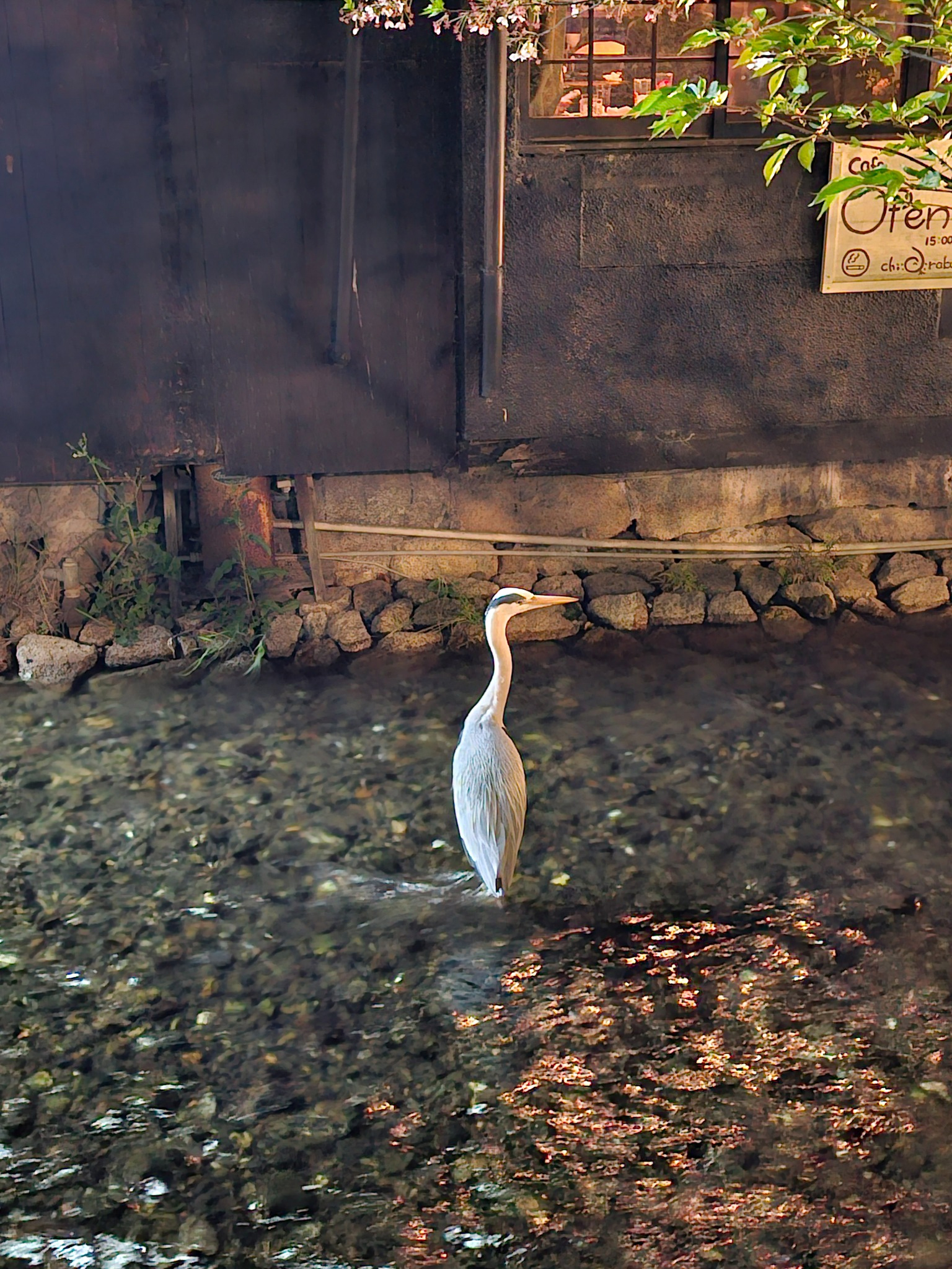 Heron by canal at night.