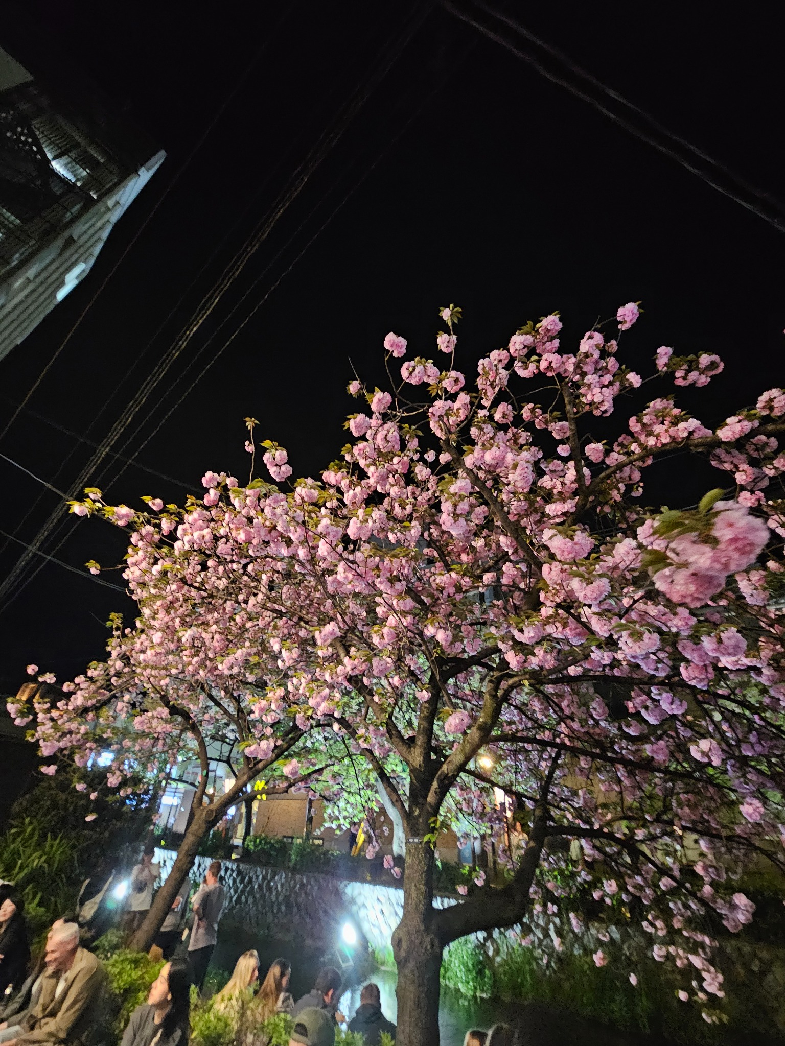 Night blossoms over a canal.