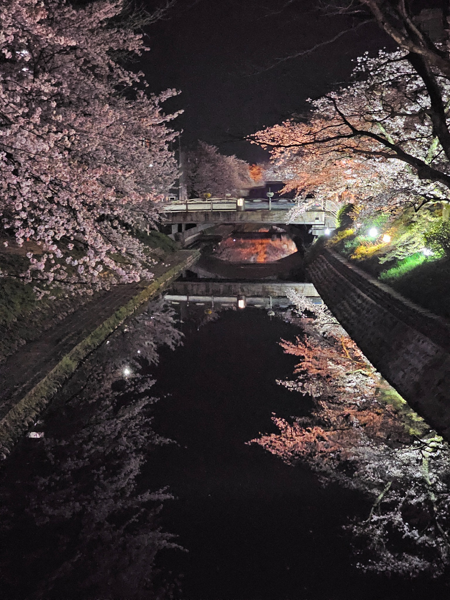 Toyama hanami canal reflection at night.