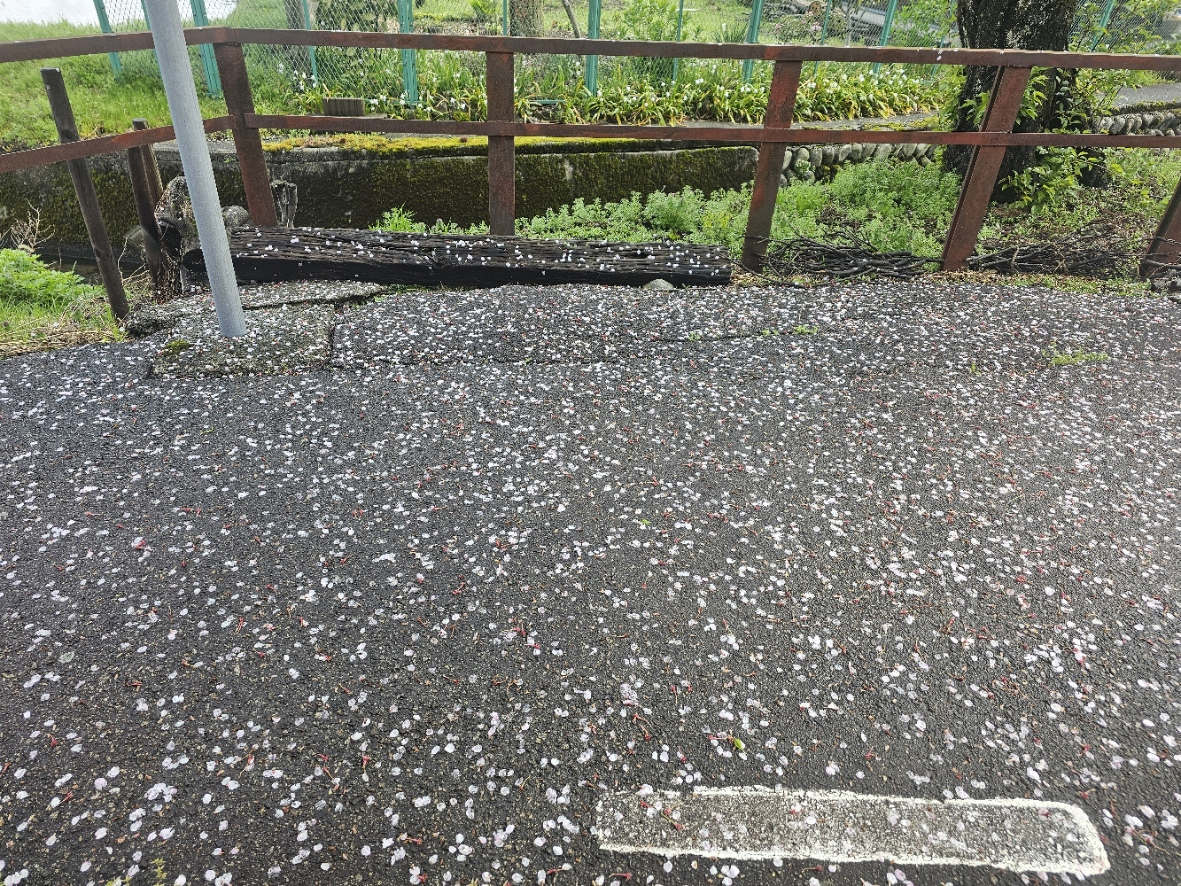 Sakura petals on the wet road near the Hanasaki house.